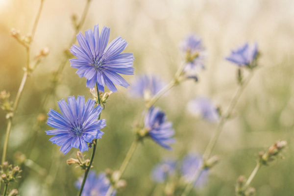 Chicory
