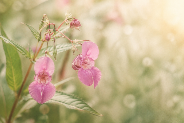 Impatiens