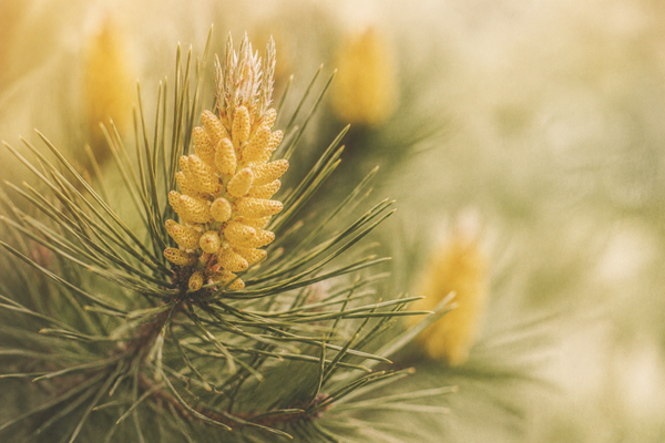 Pine