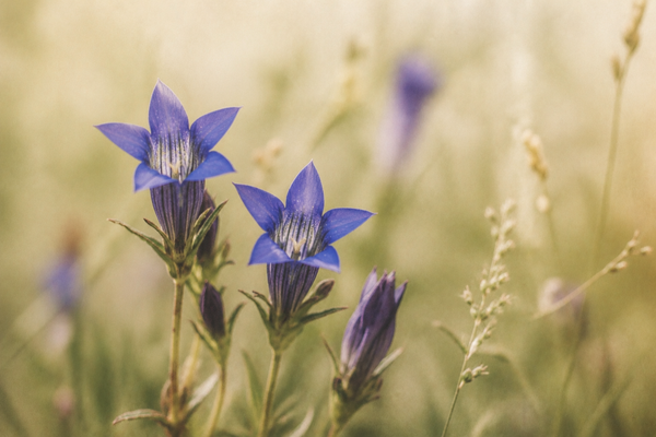 Gentian