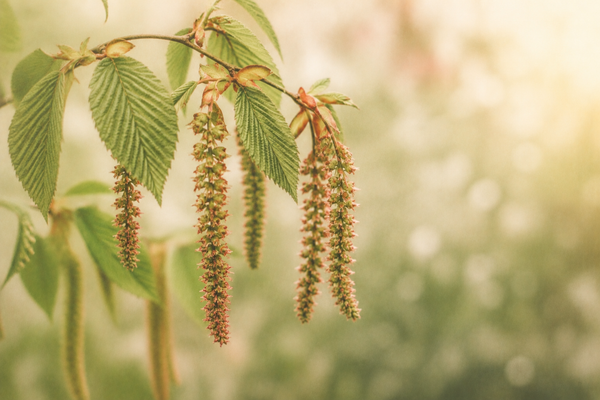 Hornbeam