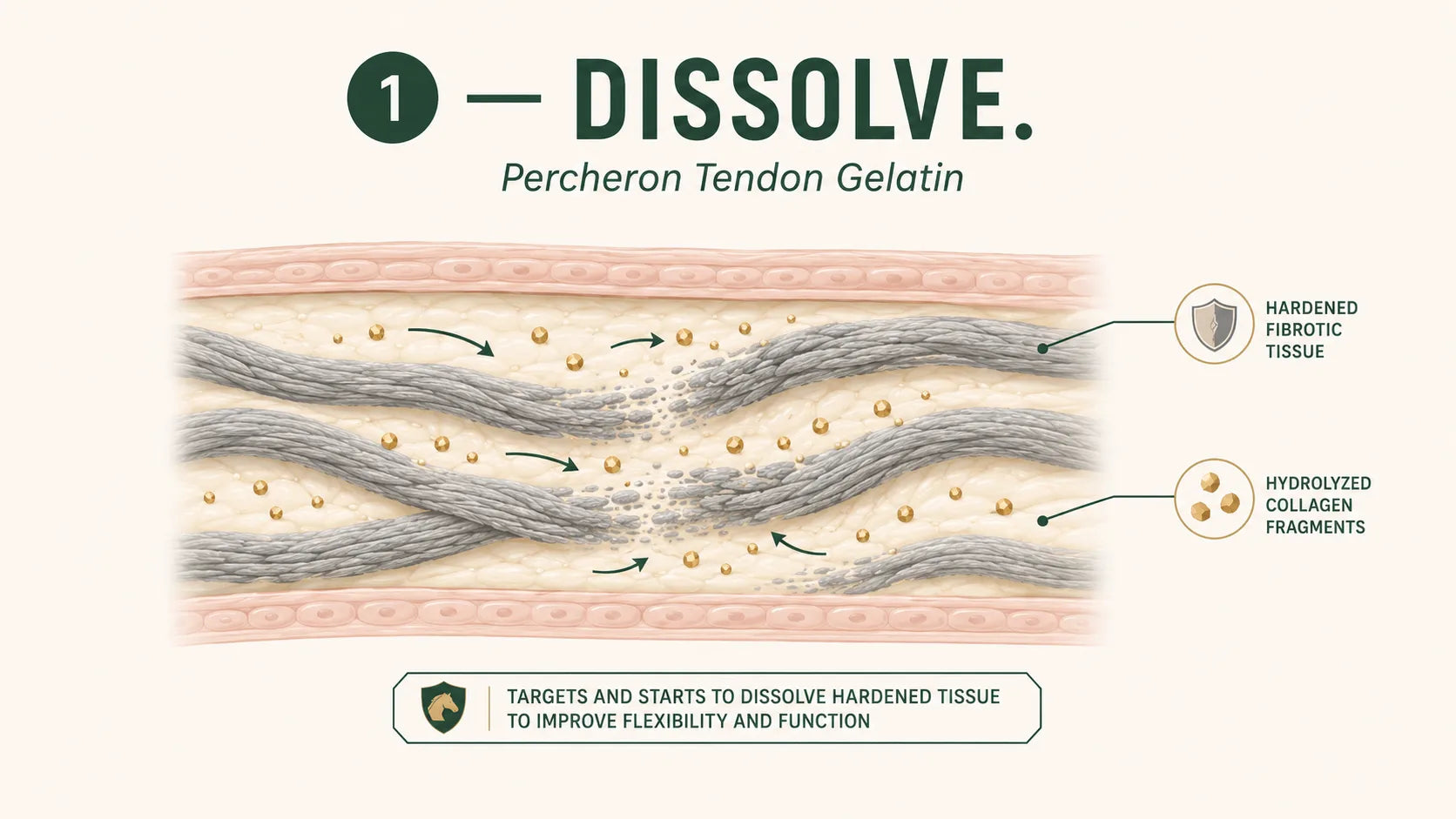 Step 1 — Dissolve: hydrolyzed Percheron collagen breaks up Toxic Plaques