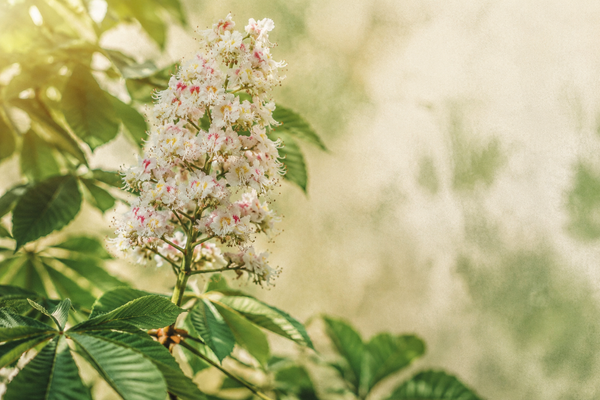 White Chestnut