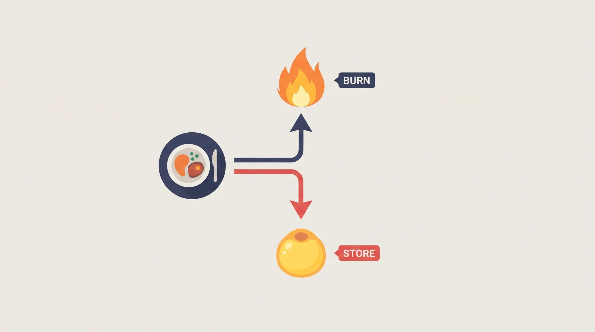Diagram of a plate of food splitting into two paths, one to a bright flame labeled BURN and one to a fat cell labeled STORE with STORE path lit red